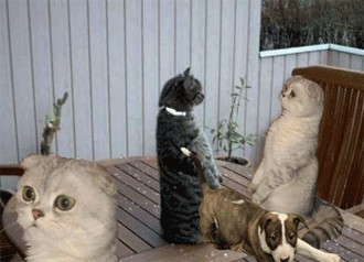 Мир глазами котов