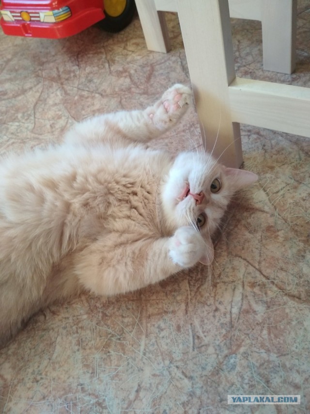Котовторник 17.11.20