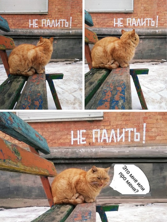 Картинки с котами и про котов