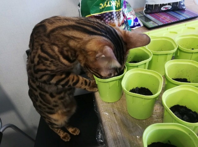 Даешь котовторник!