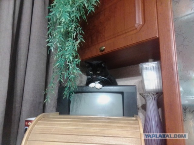 История одного котенка
