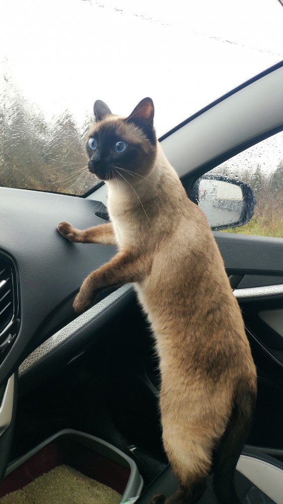 Котовторнику быть