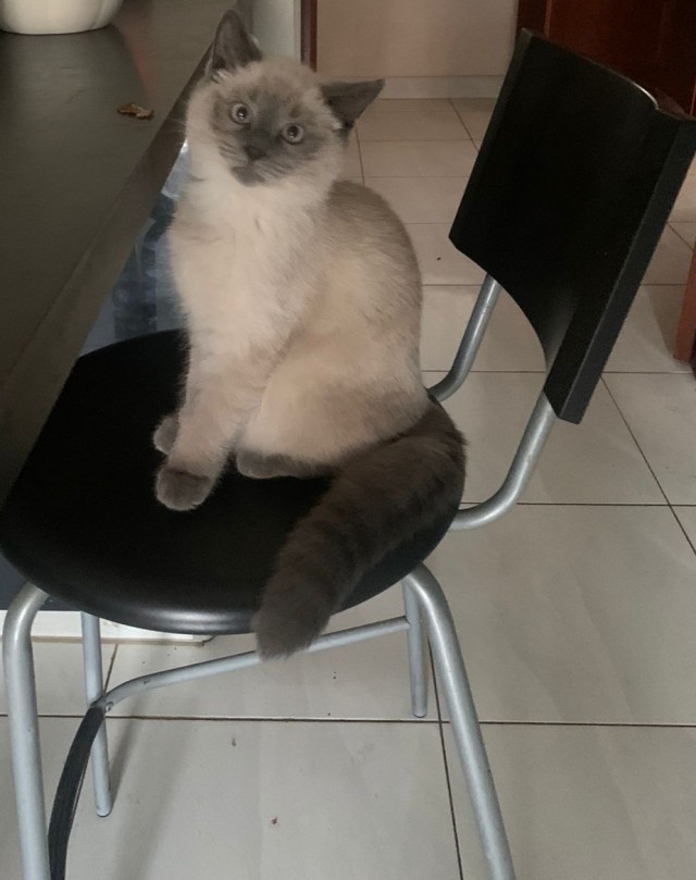 Котовторник так котовторник