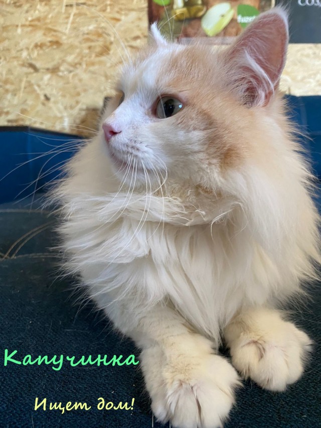 Жизнь домашнего приюта "Котоленд" 328