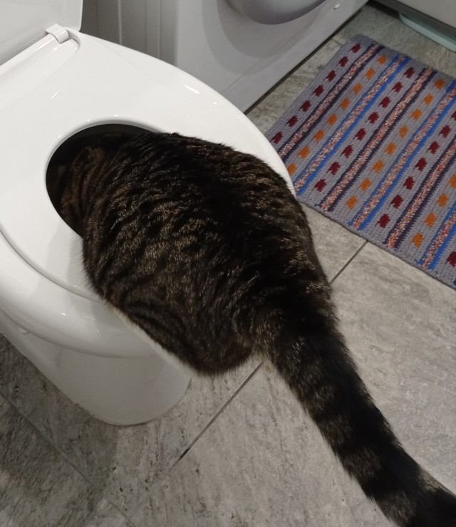 Котовторник 18.10.22
