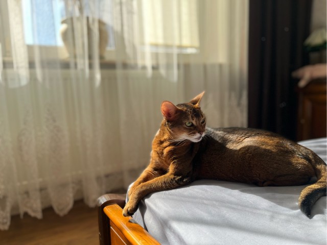 Котовторник 1.11.22