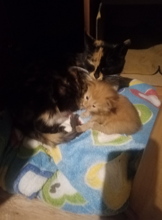 Метаморфоза (про котэ)