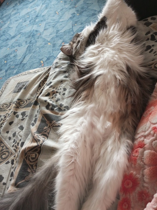 Вы хочите кошек, их есть у меня...