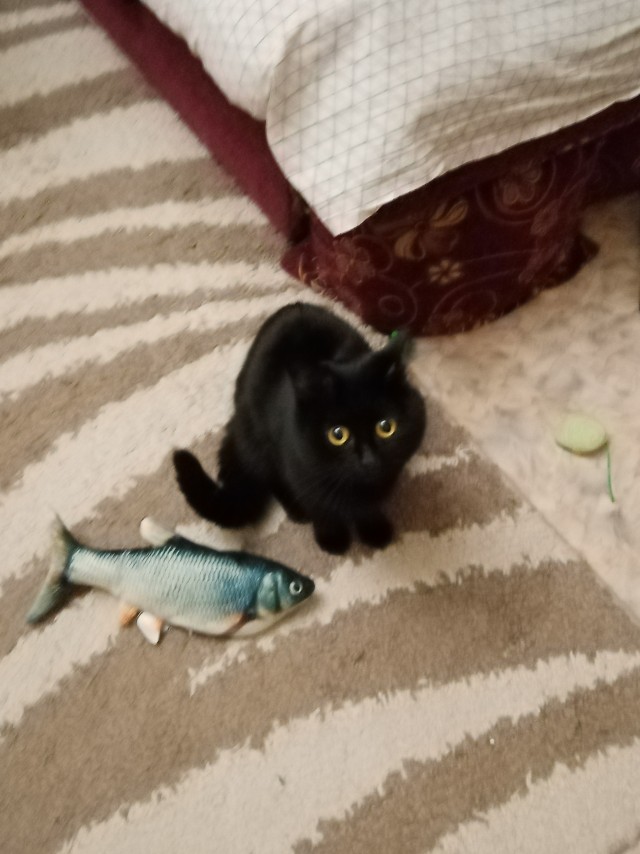 Котовторнику посвящается