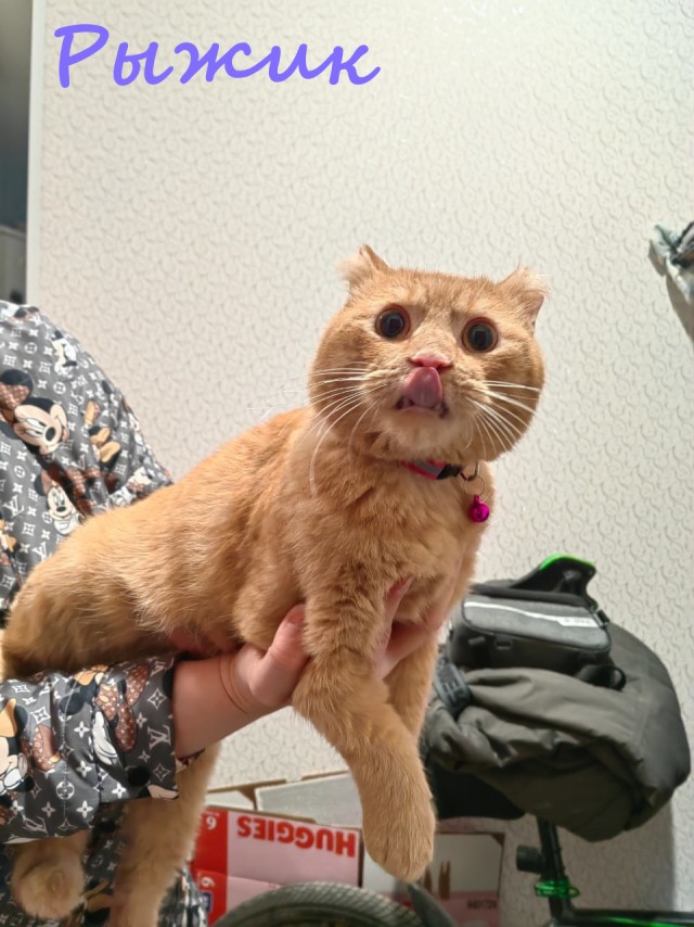 Жизнь домашнего приюта "Котоленд" 382