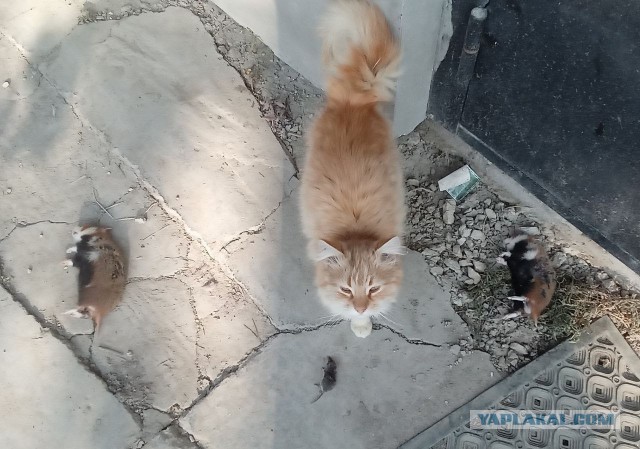 Себастьяна себе завёл