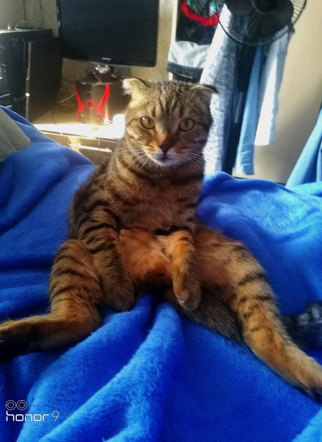 Котовторник! 16+ Коллеги-рабы, отмечаемся, у кого хозяину много лет!