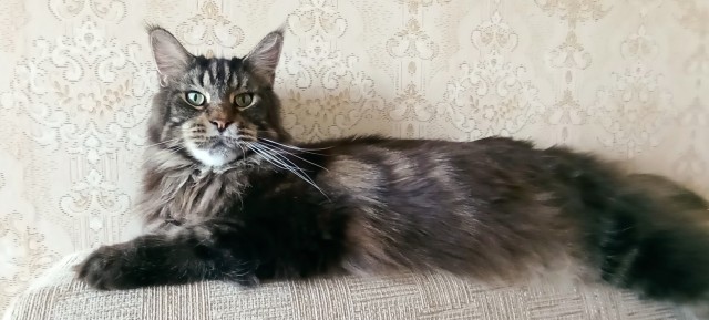 Мой котик, 3 месяца от роду