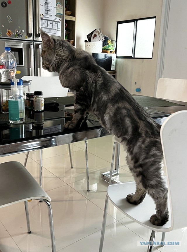 Быстрорастущий кот