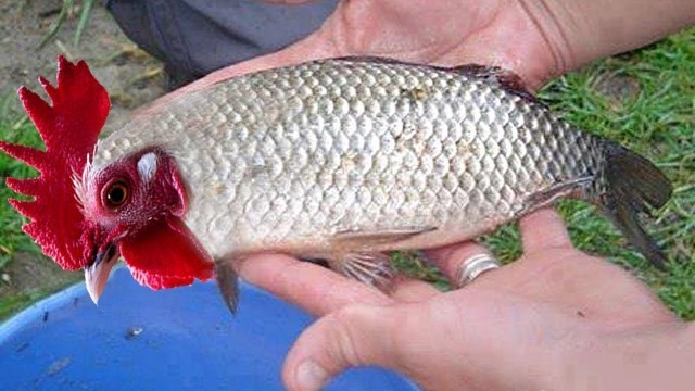 В Чёрном море впервые за полвека выловили редчайшую рыбу-свинью