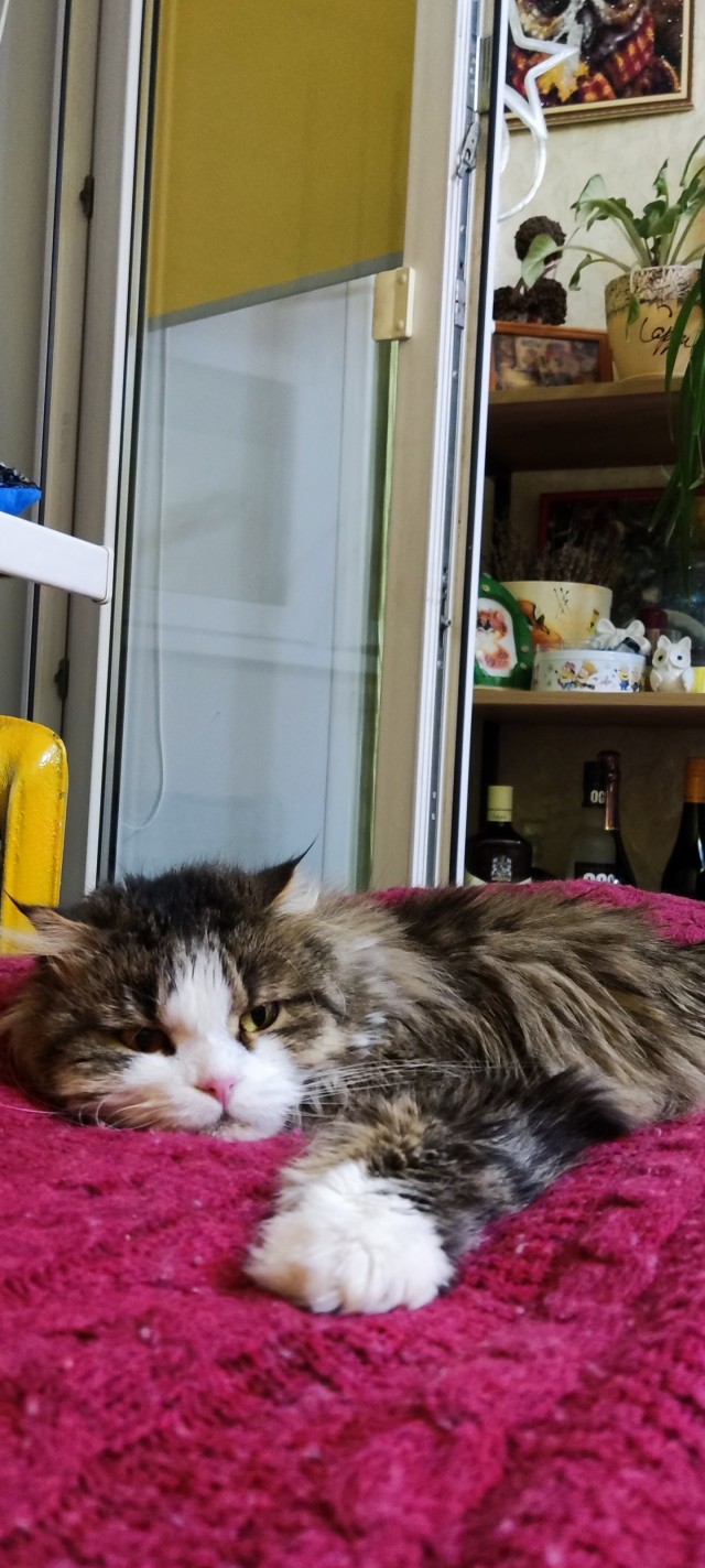 Котовторник