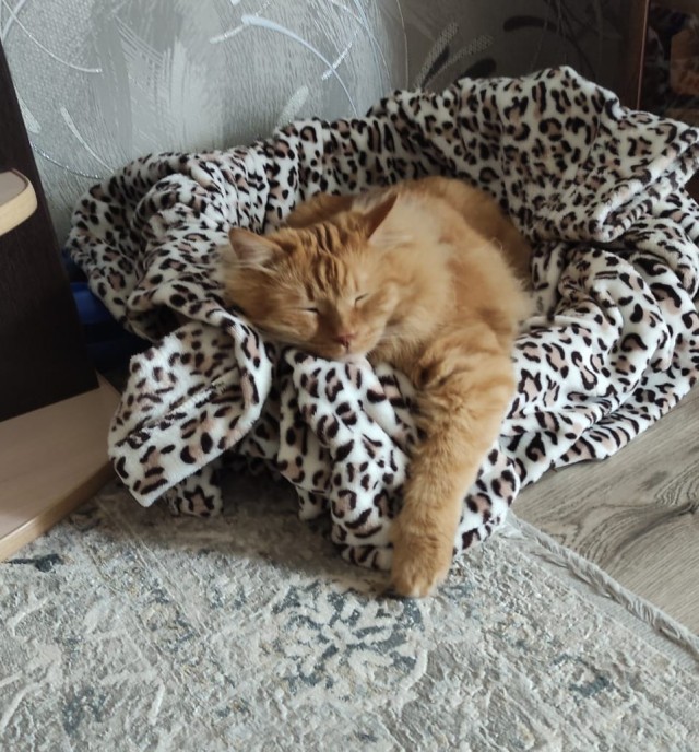 Решился наконец завести котейку