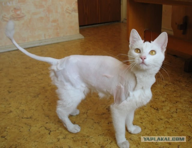 Нас с тобой мама убьет