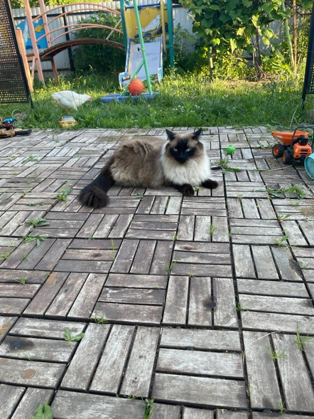 Мой котеич