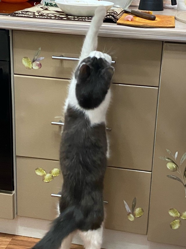 Нефотогеничный кот