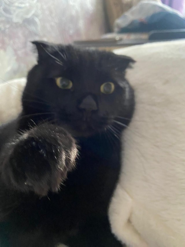 Тёплое, лаповое к котовторнику.