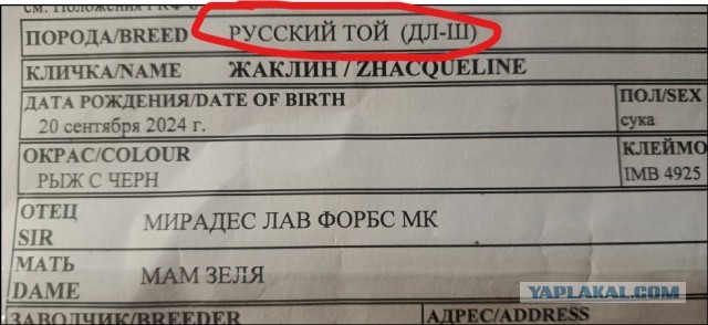 Жаклин