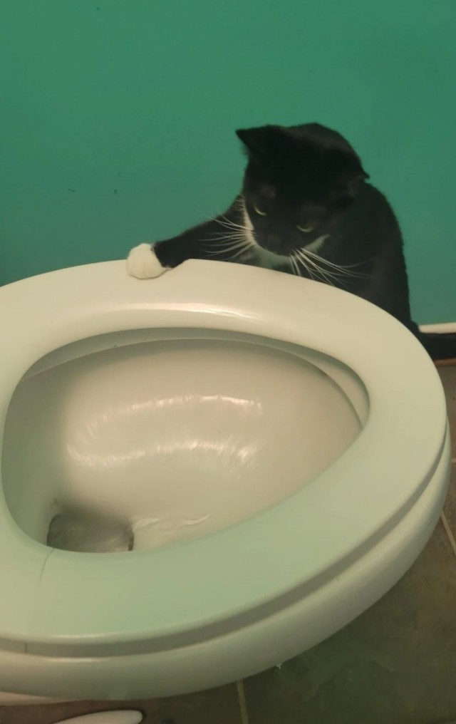 Кошки в санузле.