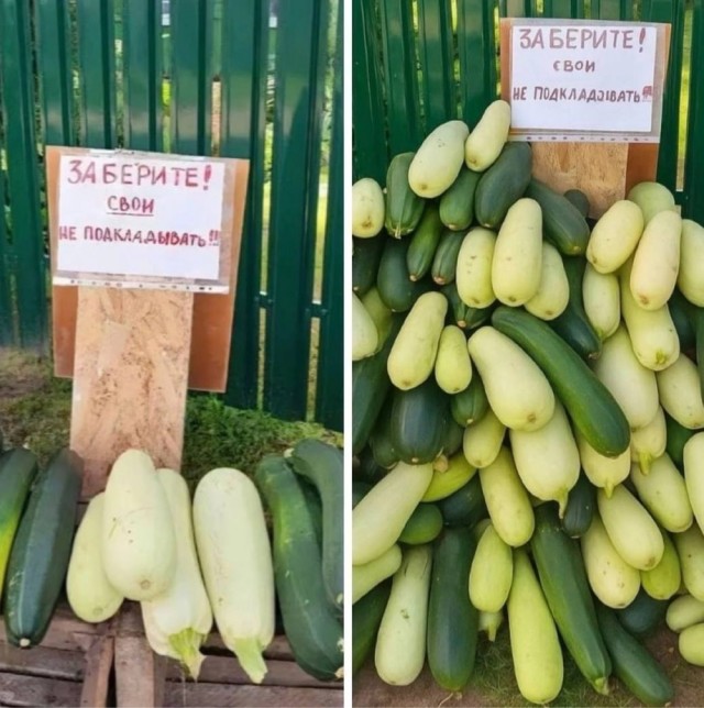 Весёлый полтишок 08.09.25