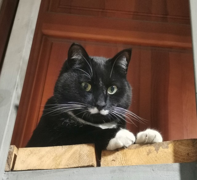 Моему коту Тому 2 года