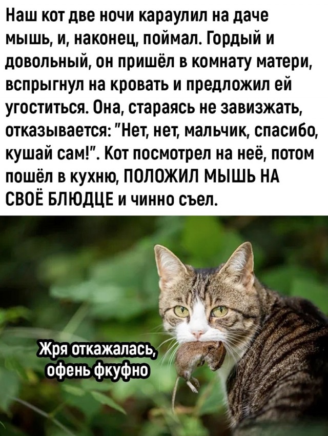 Так себе картинки 10.11.25
