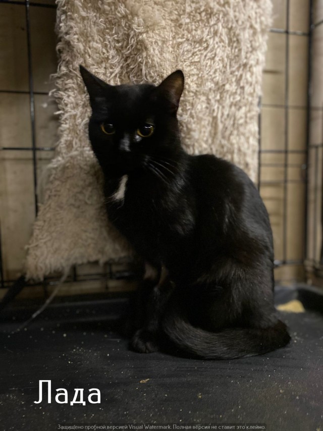 Жизнь домашнего приюта "Котоленд" 520