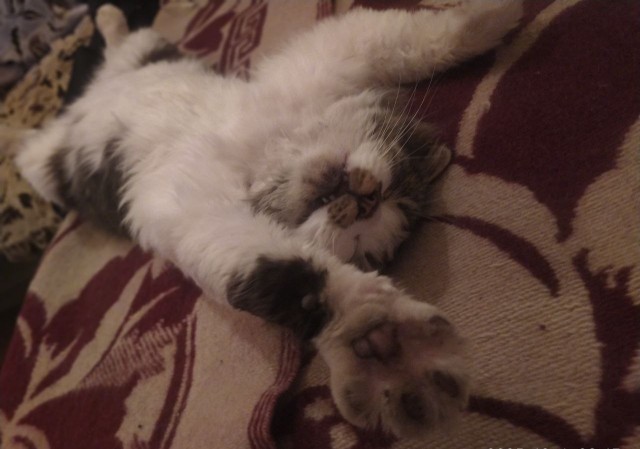 Кошковторник