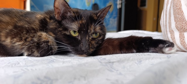 Котовторник же!