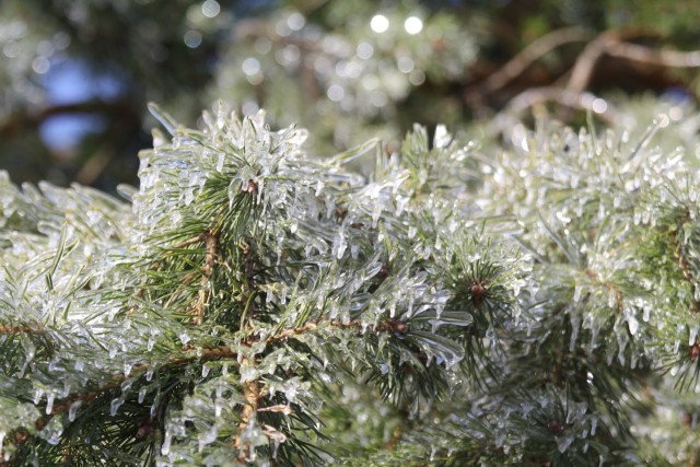 Ледяной дождь 03.05.24 (Лен.обл)