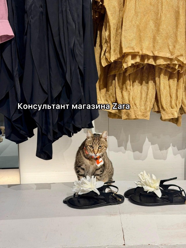На котах держится вся экономика Турции
