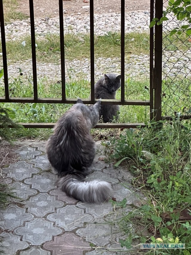 Котское.