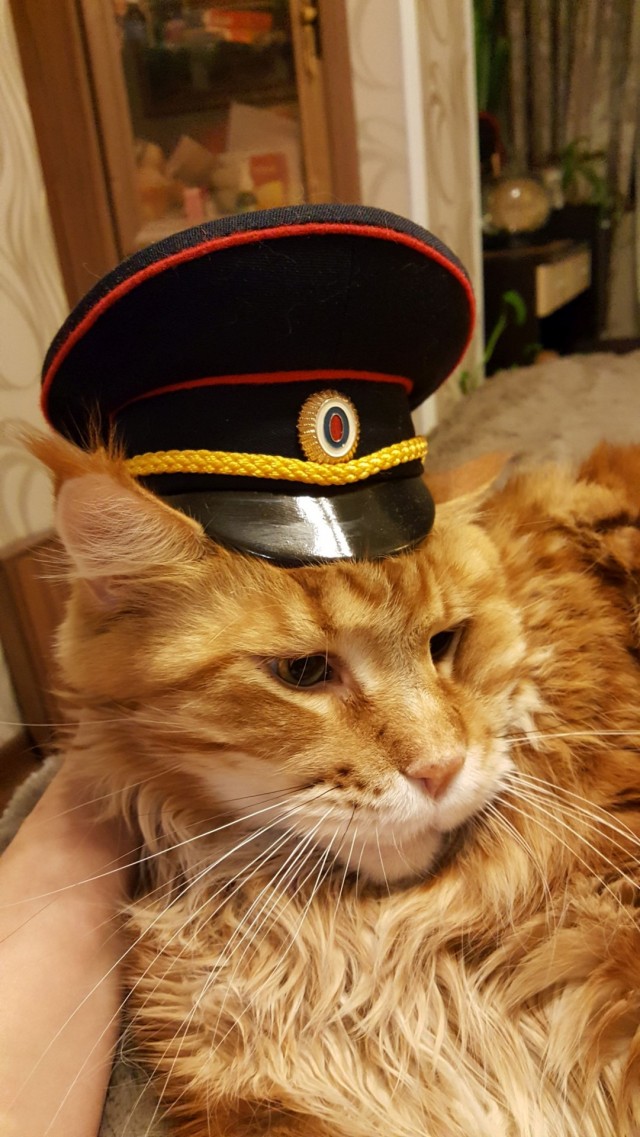 Острые козырьки (котовторник).