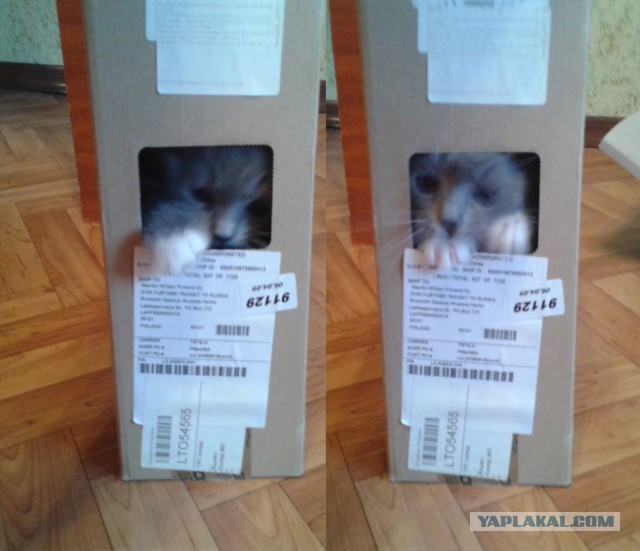 Котовторник 22.10.2013