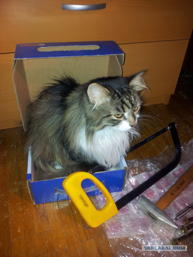 Котовторник 04.03.2014