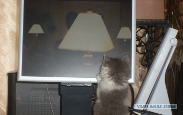 Котовторник 04.03.2014