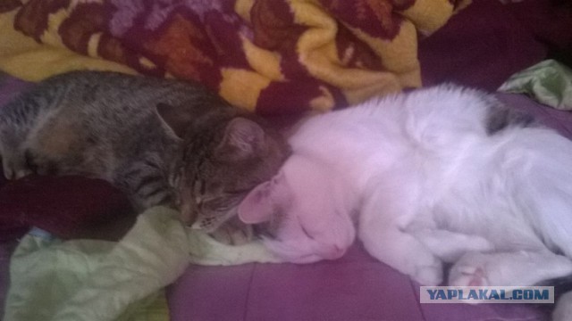 Котовторник 01.04.2014