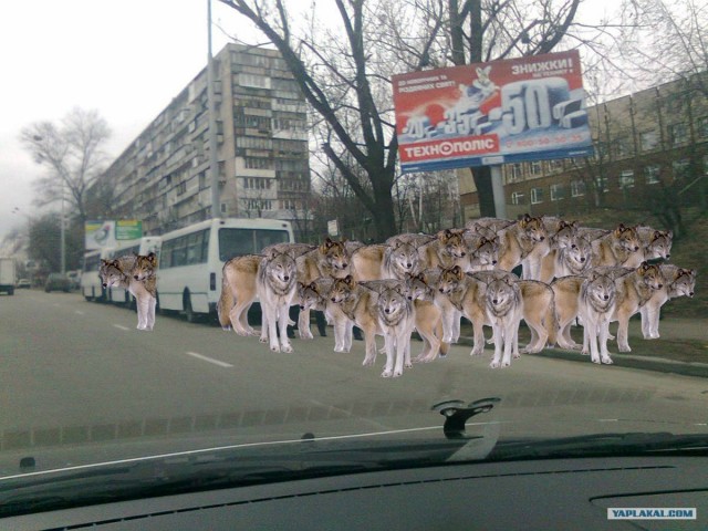 Все хотят кушать под Новый год