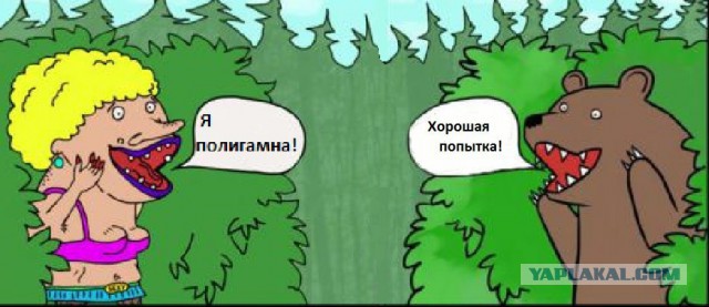 Медведи почти на все случаи жизни