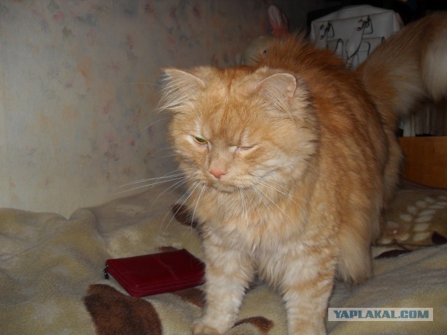Котовторник  08.07.2014