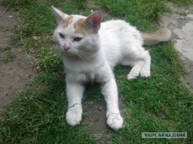 Котовторник  08.07.2014