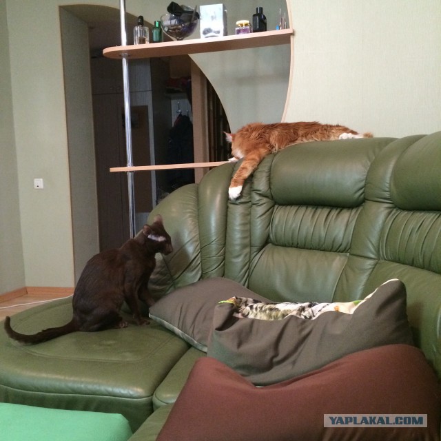 Котовторник 11.11.2014
