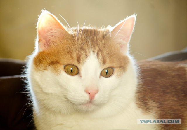 Котовторник 06.01.2015