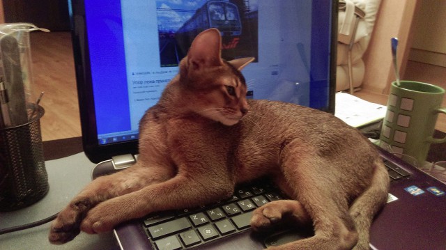 Котовторник.