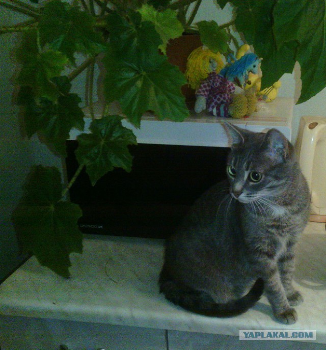 Котовторник 31.03.2015