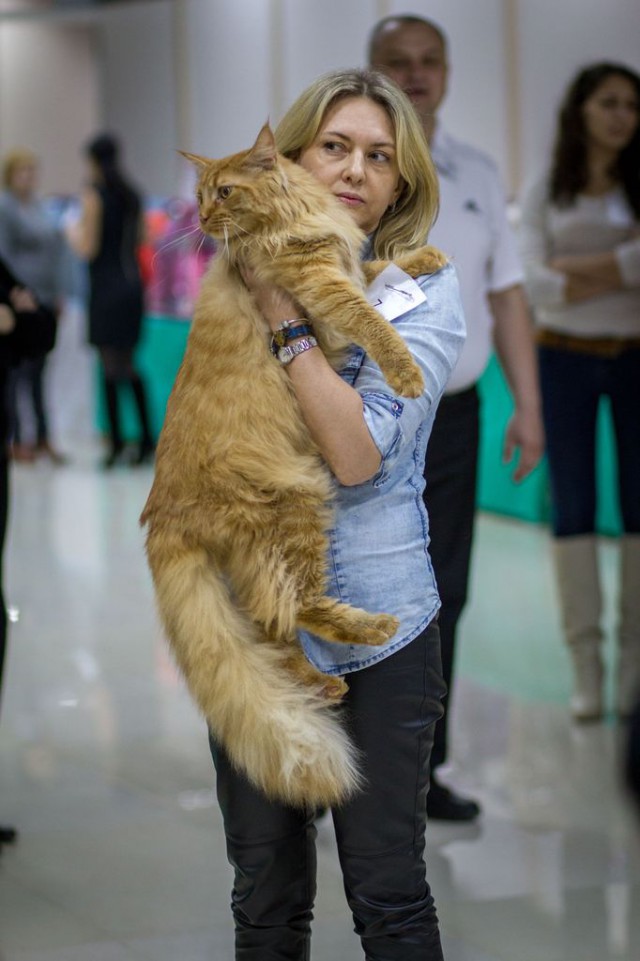 Выставка кошек WCF 4 апреля Тамбов